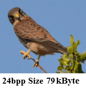 猎鹰图像在不同的颜色模式24 8和4 bpp